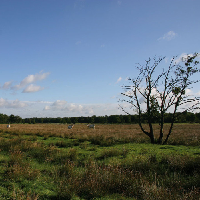 De Wildenberg