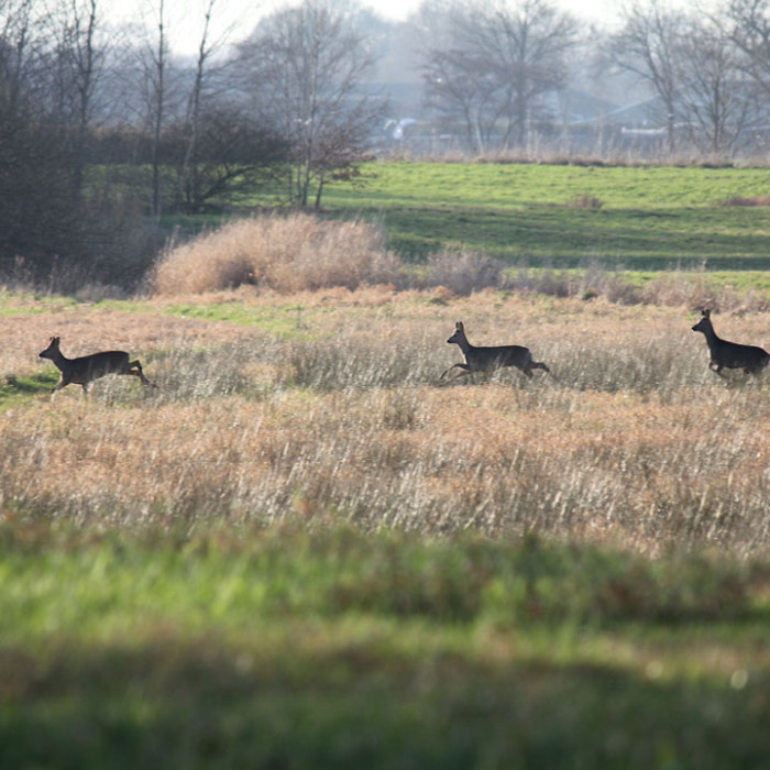 Reeën in je achtertuin