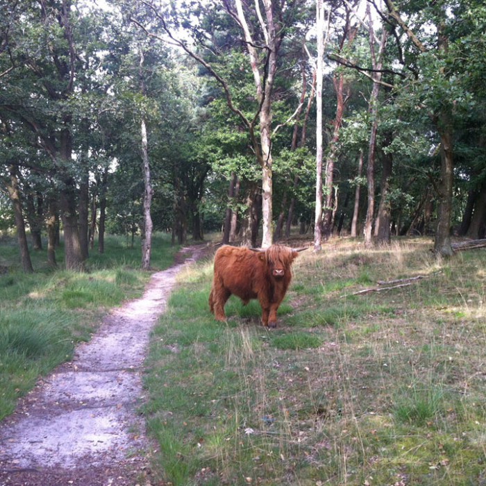 Schotse hooglanders